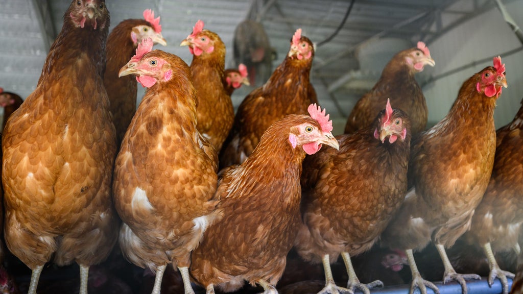 Approximately 90 "backyard flock" birds in Northern California affected by avian flu โ CBS Bay Area (KPIX), Menlo Park Community news