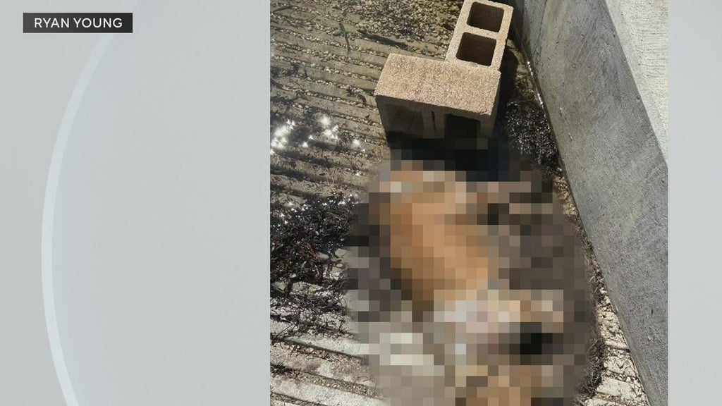 Miami police investigate after dog found dead underwater, tied to cinder blocks off Coconut Grove — CBS Miami, Menlo Park Government news