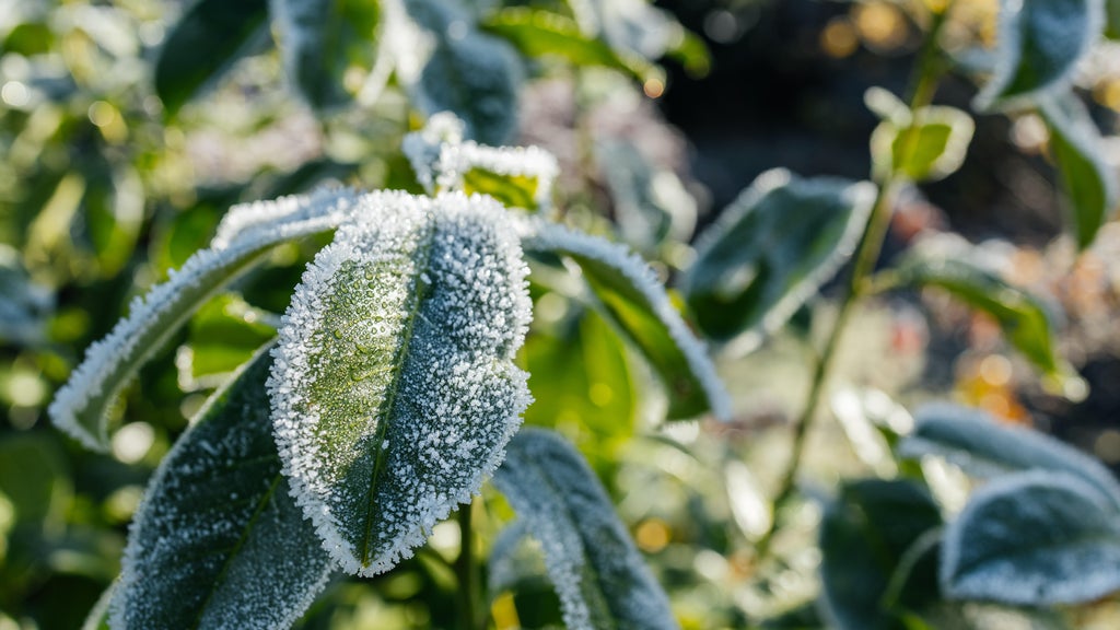 The first frost of the season is expected Saturday. Here's how to prepare your garden — WCCO / CBS Minnesota, Menlo Park Sports news
