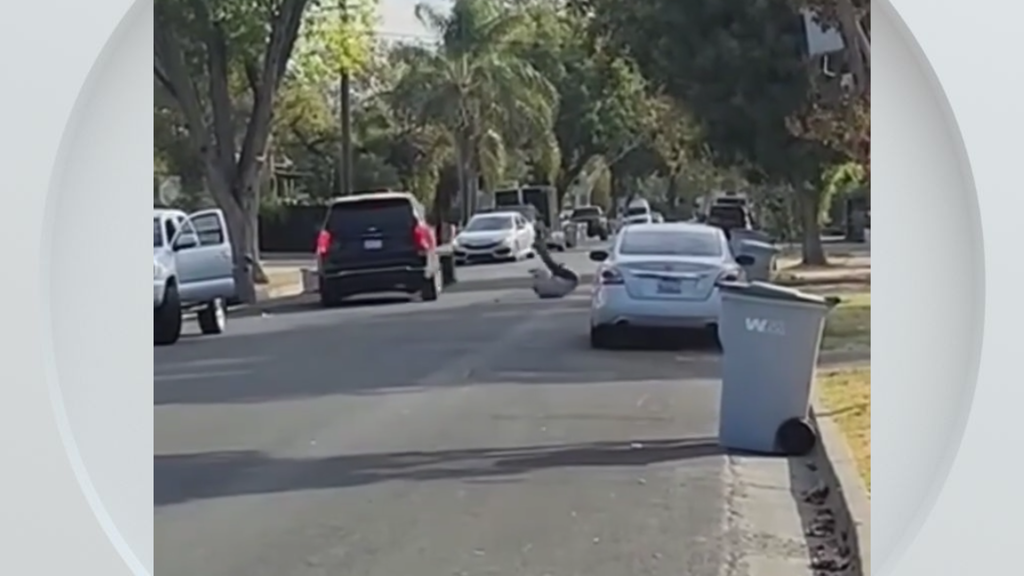 Federal immigration vehicle hits pedestrian in Woodland, police say — CBS Bay Area (KPIX), Menlo Park Health news