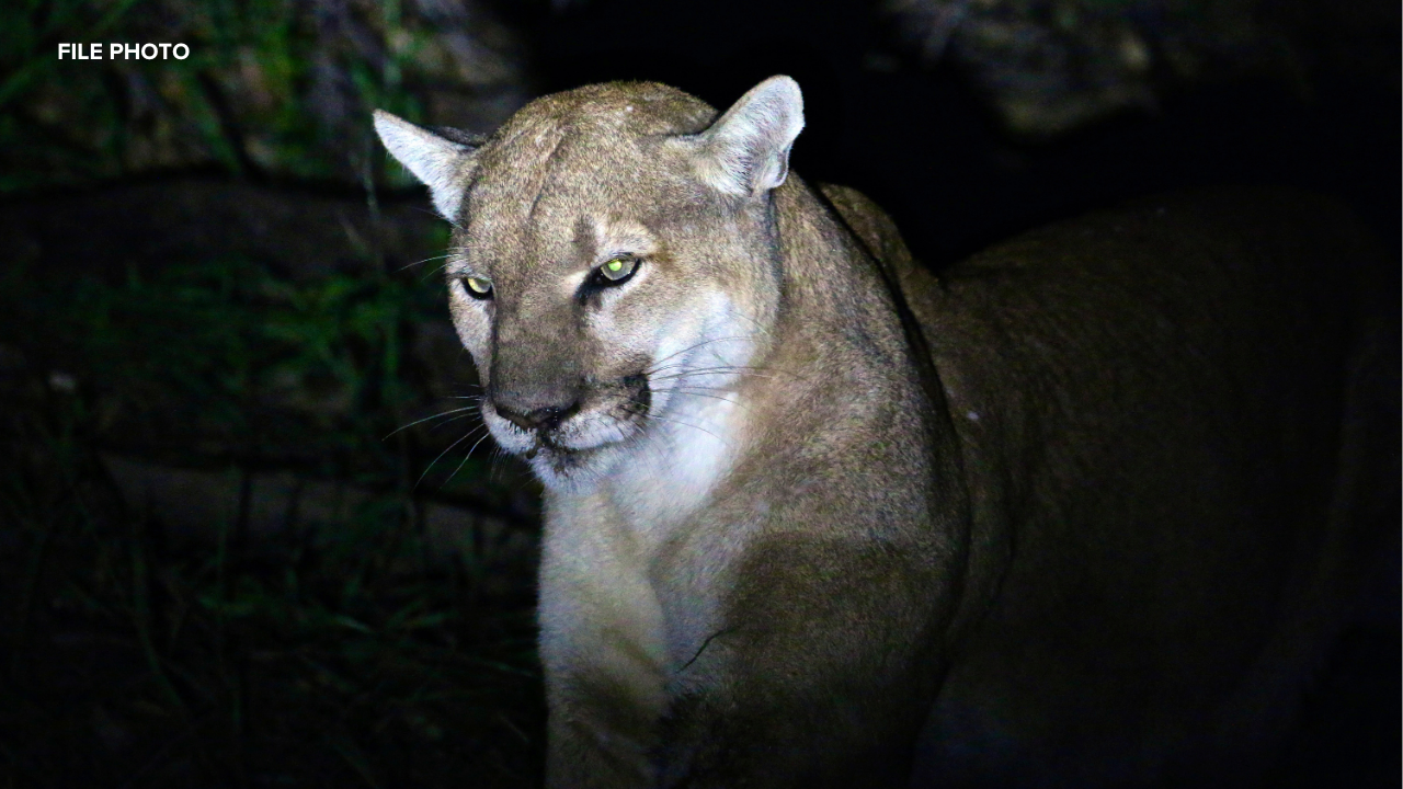 Hercules police urge caution after mountain lion sightings in neighborhood
       — ABC 7 Bay Area