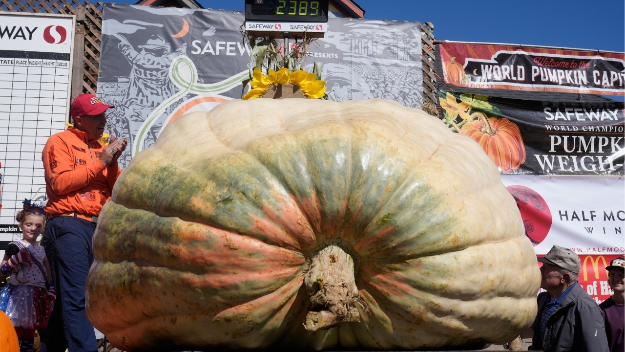 A giant pumpkin named Rocky gives a champion grower his California comeback

       — ABC 7 Bay Area