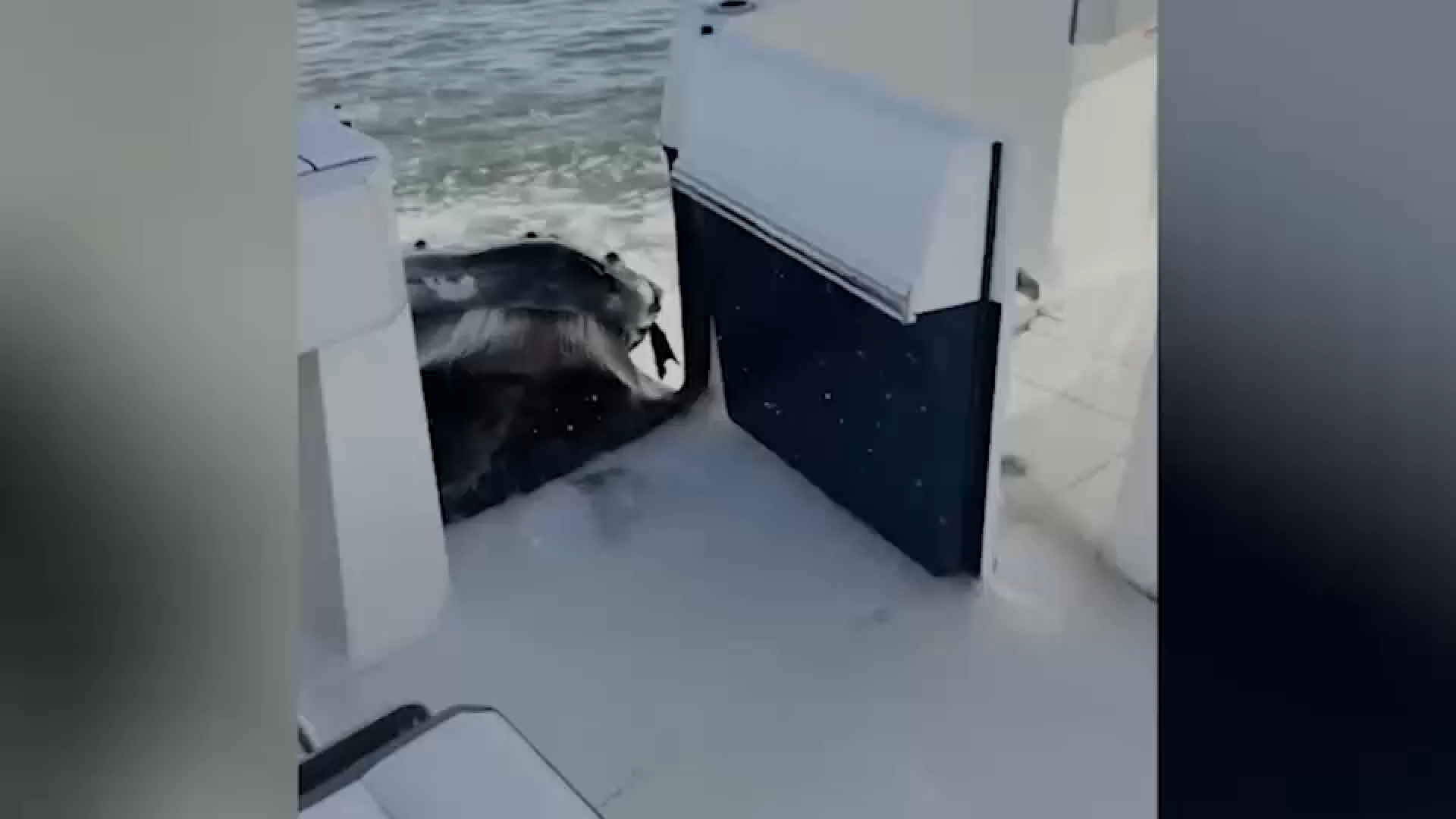 Video captures humpback whale crashing into boat off Long Island
— ABC 7 Bay Area, Menlo Park Community news