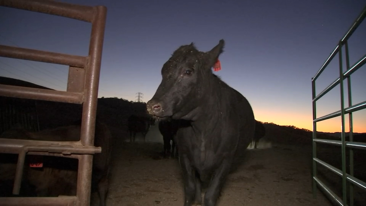 PG&E Public Safety Power Shutoffs leave Bay Area ranchers, residents frustrated
— ABC 7 Bay Area, Menlo Park Community news
