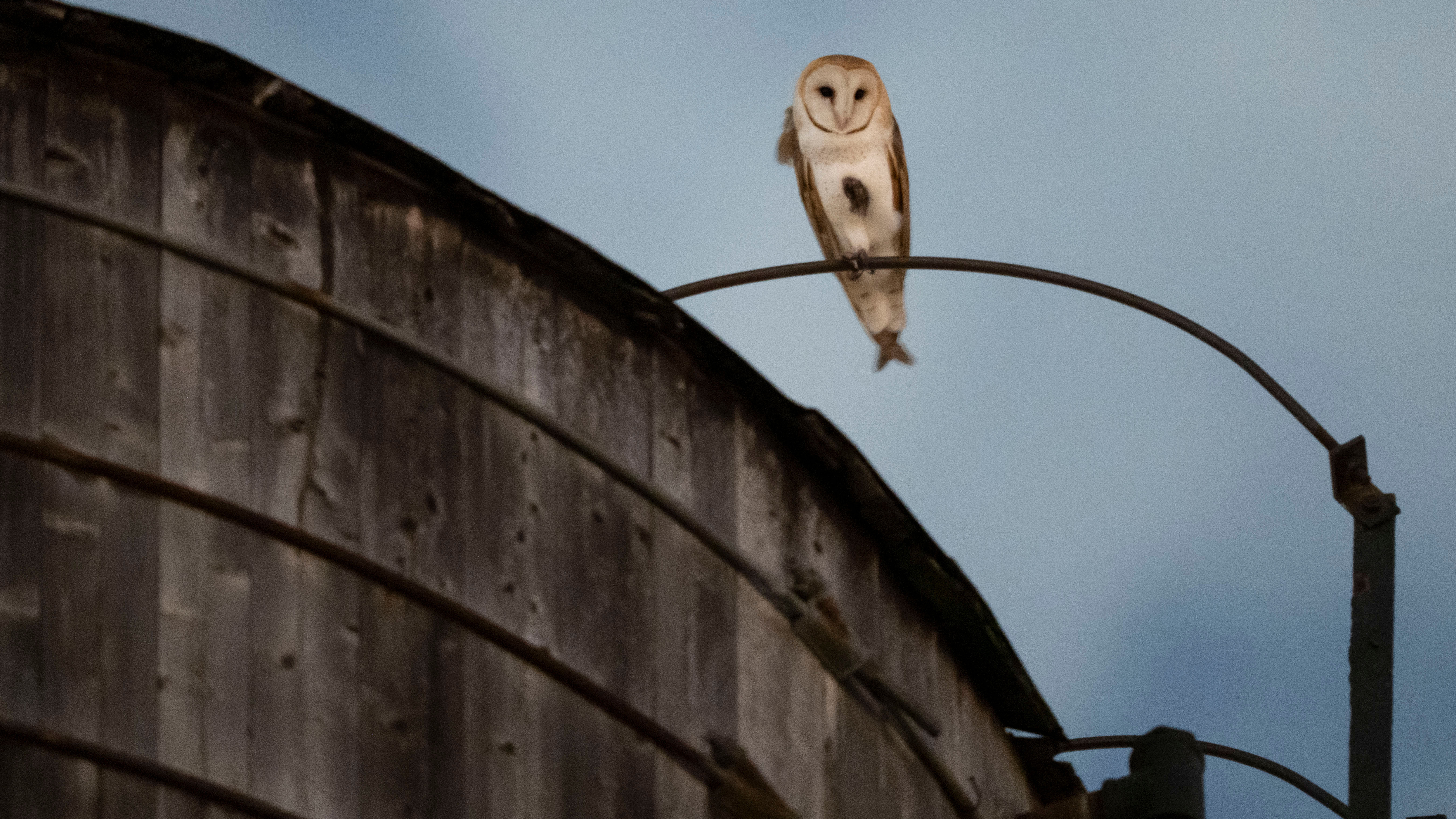 A rare family of barn owls moved into Manhattan's Upper West Side
— ABC 7 Bay Area, Menlo Park Business news