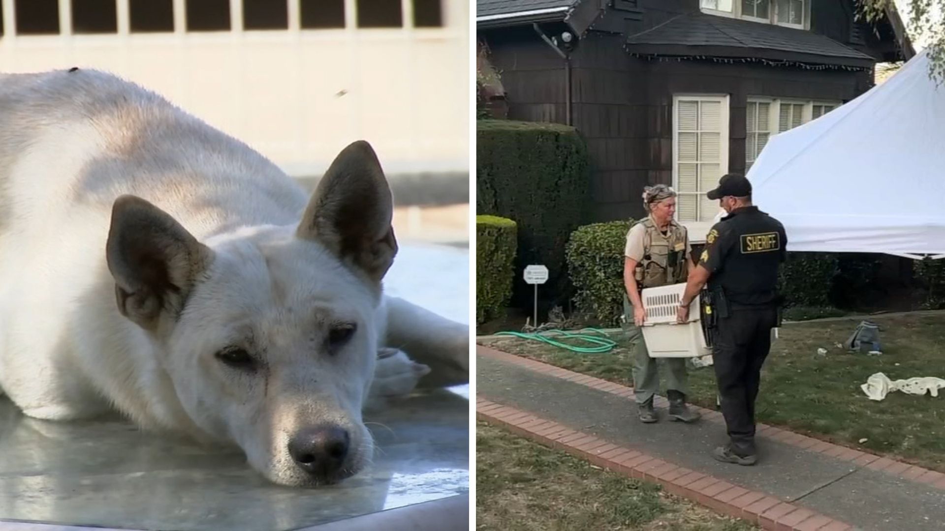 44 dogs removed from Vallejo 'hoarder' home linked to convicted breeder in animal cruelty case
— ABC 7 Bay Area, Menlo Park Real Estate news