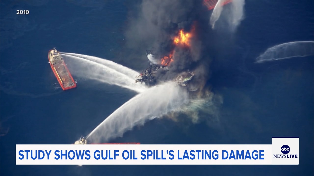 Marine life dramatically declined in Gulf of Mexico in years after BP oil spill, study finds

       — ABC 7 Bay Area, Menlo Park Community news