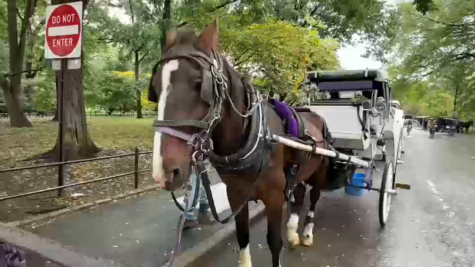 New York City Council passes law to phase out horse-drawn carriages by 2028
       — ABC 7 Bay Area, Menlo Park Government news