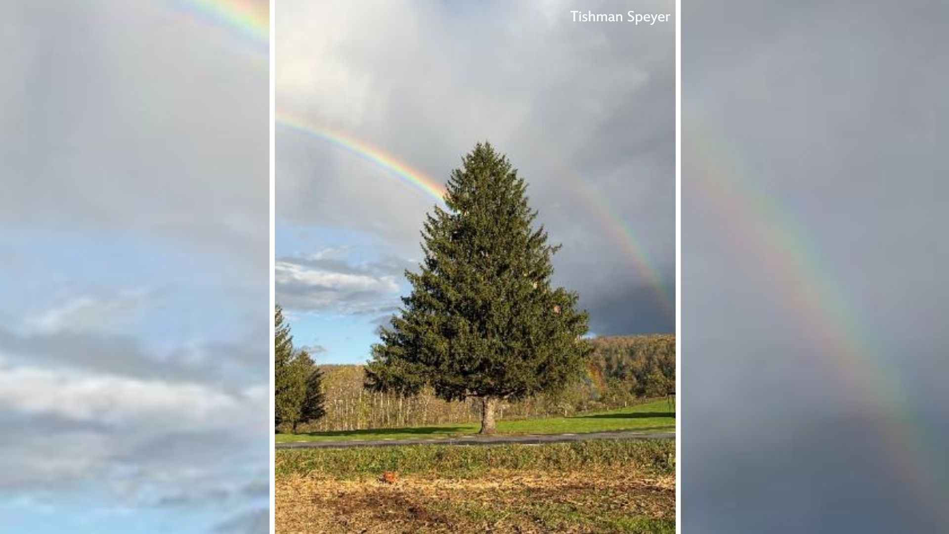The 2026 Rockefeller Center Christmas tree has been selected
       — ABC 7 Bay Area