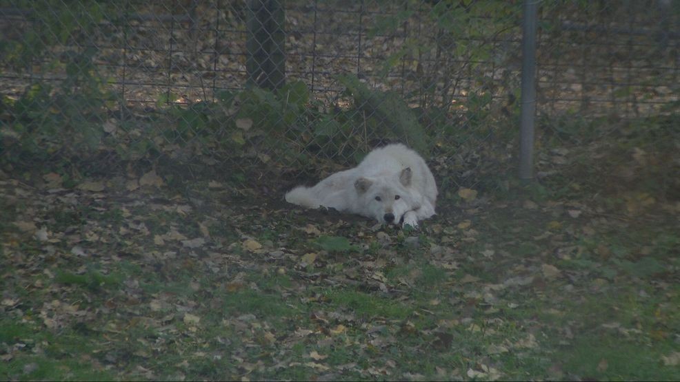 Bay Beach Wildlife Sanctuary plans 564-acre habitat restoration, construction eyed in 2028 — Fox 11 Green Bay Local, Menlo Park Community news