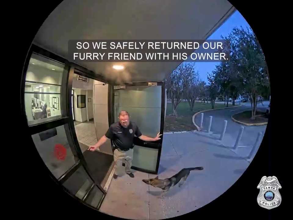 Missing dog reunited with owner after showing up at Tampa police station — WPBF West Palm Beach