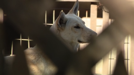 Dozens of dogs taken from Vallejo home amid animal cruelty investigation — KTVU FOX 2 Bay Area, Menlo Park Real Estate news