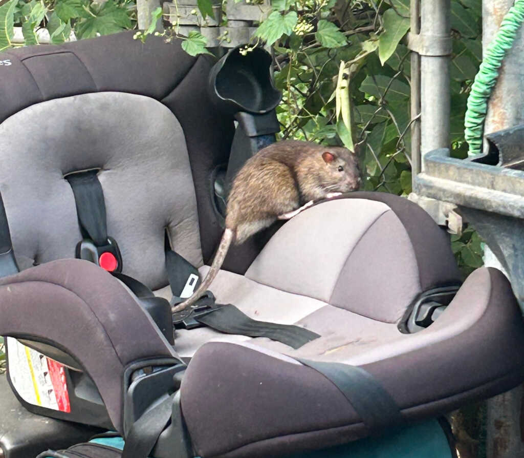 “they keep getting bigger and bigger.” — PoPville DC